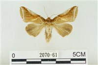 印華波紋蛾藏品圖，第1張