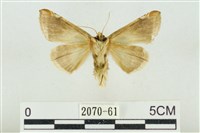 印華波紋蛾藏品圖，第2張