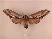 臺灣鋸翅天蛾藏品圖，第1張