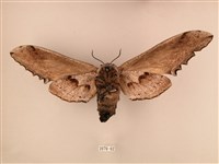 臺灣鋸翅天蛾藏品圖，第2張