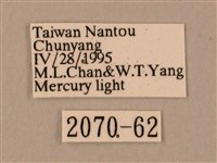 臺灣鋸翅天蛾藏品圖，第3張