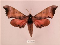 桃紅六點天蛾藏品圖，第1張