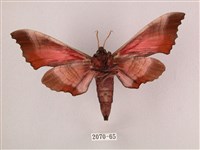 桃紅六點天蛾藏品圖，第2張