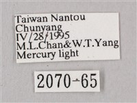 桃紅六點天蛾藏品圖，第3張