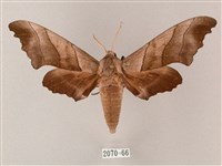 齒翅三線天蛾藏品圖，第1張