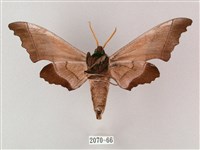 齒翅三線天蛾藏品圖，第2張