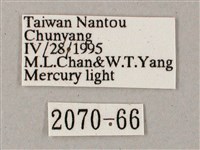 齒翅三線天蛾藏品圖，第3張