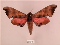 桃紅六點天蛾藏品圖，第1張