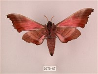 桃紅六點天蛾藏品圖，第2張