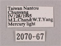 桃紅六點天蛾藏品圖，第3張