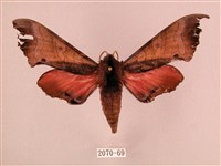 桃紅六點天蛾藏品圖，第1張