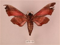 桃紅六點天蛾藏品圖，第2張