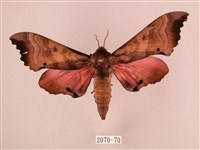 桃紅六點天蛾藏品圖，第1張