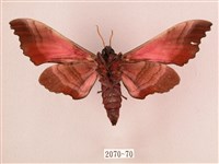 桃紅六點天蛾藏品圖，第2張