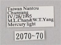 桃紅六點天蛾藏品圖，第3張