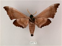 齒翅三線天蛾藏品圖，第2張