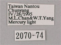 齒翅三線天蛾藏品圖，第3張