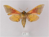 榆綠天蛾藏品圖，第2張