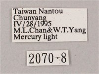 榆綠天蛾藏品圖，第3張