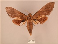 波紋豆天蛾藏品圖，第1張