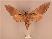 波紋豆天蛾藏品圖，第2張