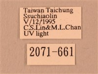 波紋豆天蛾藏品圖，第3張