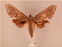 波紋豆天蛾藏品圖，第1張