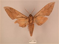 波紋豆天蛾藏品圖，第2張