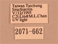 波紋豆天蛾藏品圖，第3張