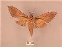 波紋豆天蛾藏品圖，第2張