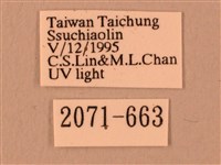 波紋豆天蛾藏品圖，第3張