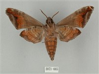 全緣缺角天蛾藏品圖，第2張