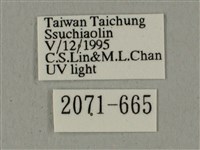 全緣缺角天蛾藏品圖，第3張