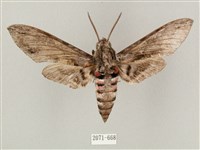 蝦殼天蛾藏品圖，第1張