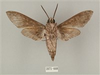 蝦殼天蛾藏品圖，第2張