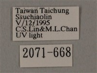 蝦殼天蛾藏品圖，第3張