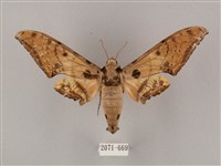 裂斑鷹翅天蛾藏品圖，第1張