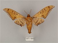 裂斑鷹翅天蛾藏品圖，第2張