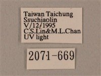 裂斑鷹翅天蛾藏品圖，第3張