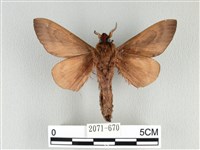 大褐斑枯葉蛾藏品圖，第2張