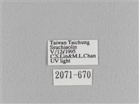 大褐斑枯葉蛾藏品圖，第3張