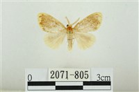 黑翅黃毒蛾藏品圖，第1張