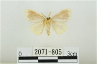 黑翅黃毒蛾藏品圖，第2張