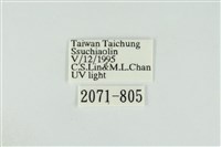 黑翅黃毒蛾藏品圖，第3張