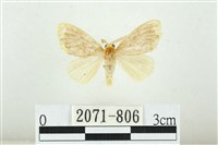 黑翅黃毒蛾藏品圖，第1張