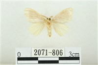 黑翅黃毒蛾藏品圖，第2張