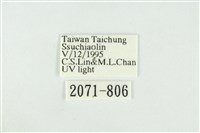 黑翅黃毒蛾藏品圖，第3張