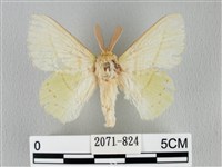 青枯葉蛾藏品圖，第1張