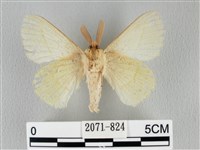 青枯葉蛾藏品圖，第2張