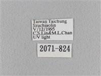 青枯葉蛾藏品圖，第3張